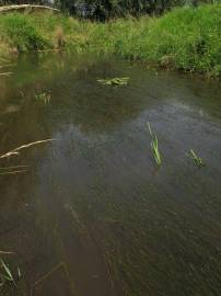 Fotografia da espécie Potamogeton pectinatus