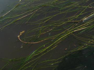 Fotografia da espécie Potamogeton pectinatus