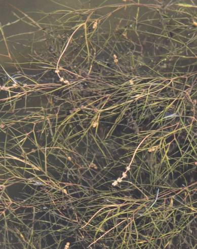 Fotografia de capa Potamogeton pectinatus - do Jardim Botânico