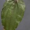 Fotografia 6 da espécie Potamogeton perfoliatus do Jardim Botânico UTAD
