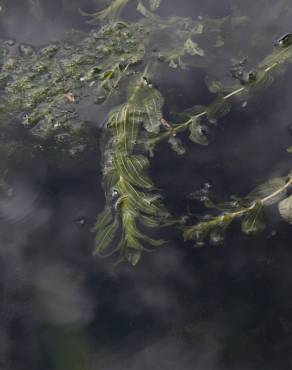 Fotografia 7 da espécie Potamogeton perfoliatus no Jardim Botânico UTAD