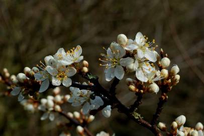 Fotografia da espécie Prunus spinosa