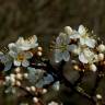 Fotografia 14 da espécie Prunus spinosa do Jardim Botânico UTAD