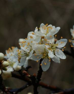 Fotografia 15 da espécie Prunus spinosa no Jardim Botânico UTAD