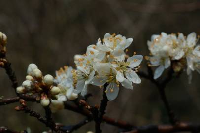 Fotografia da espécie Prunus spinosa