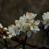 Fotografia 15 da espécie Prunus spinosa do Jardim Botânico UTAD