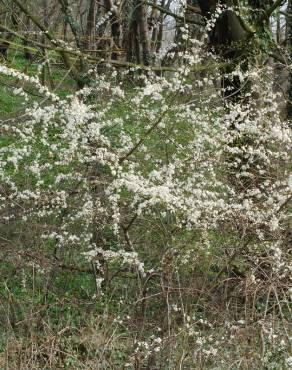 Fotografia 16 da espécie Prunus spinosa no Jardim Botânico UTAD