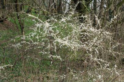 Fotografia da espécie Prunus spinosa