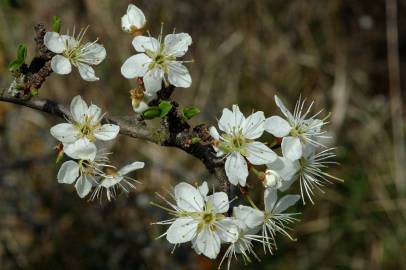 Fotografia da espécie Prunus spinosa