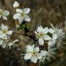 Fotografia 18 da espécie Prunus spinosa do Jardim Botânico UTAD