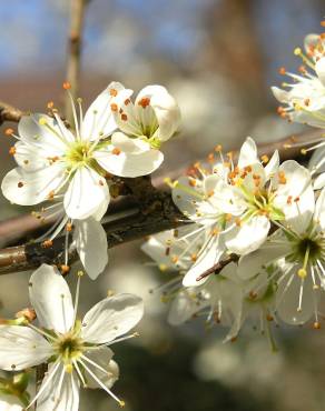 Fotografia 19 da espécie Prunus spinosa no Jardim Botânico UTAD