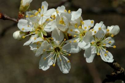 Fotografia da espécie Prunus spinosa