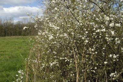 Fotografia da espécie Prunus spinosa