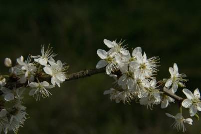 Fotografia da espécie Prunus spinosa