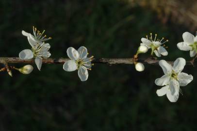 Fotografia da espécie Prunus spinosa