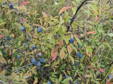 Fotografia da espécie Prunus spinosa