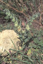 Fotografia da espécie Nonea vesicaria