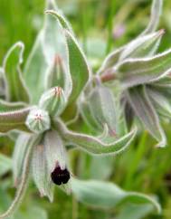 Nonea vesicaria