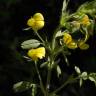 Fotografia 1 da espécie Ononis pusilla subesp. pusilla do Jardim Botânico UTAD