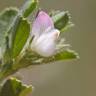 Fotografia 1 da espécie Ononis reclinata subesp. reclinata do Jardim Botânico UTAD