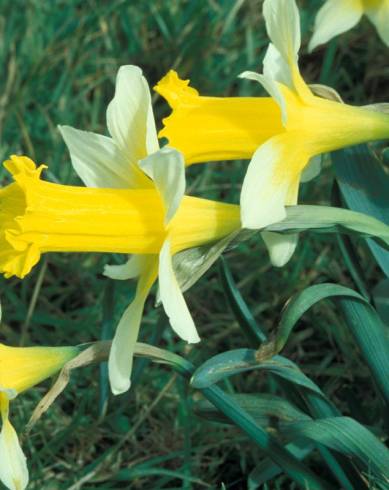 Fotografia de capa Narcissus pseudonarcissus subesp. nobilis - do Jardim Botânico