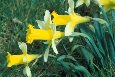 Fotografia da espécie Narcissus pseudonarcissus subesp. nobilis