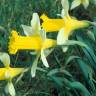 Fotografia 1 da espécie Narcissus pseudonarcissus subesp. nobilis do Jardim Botânico UTAD