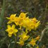 Fotografia 5 da espécie Narcissus calcicola do Jardim Botânico UTAD