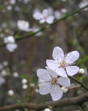 Fotografia 9 da espécie Prunus cerasifera no Jardim Botânico UTAD