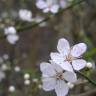 Fotografia 9 da espécie Prunus cerasifera do Jardim Botânico UTAD