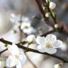 Fotografia 10 da espécie Prunus cerasifera do Jardim Botânico UTAD