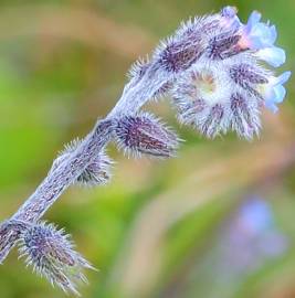 Fotografia da espécie Myosotis ramosissima subesp. ramosissima