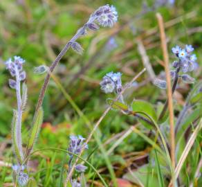 Fotografia da espécie Myosotis ramosissima subesp. ramosissima