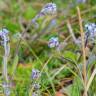 Fotografia 3 da espécie Myosotis ramosissima subesp. ramosissima do Jardim Botânico UTAD