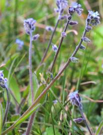 Fotografia da espécie Myosotis ramosissima subesp. ramosissima