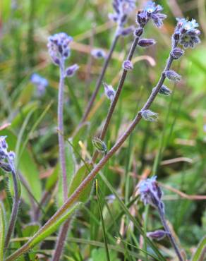 Fotografia 1 da espécie Myosotis ramosissima subesp. ramosissima no Jardim Botânico UTAD