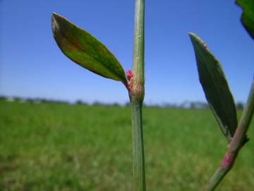 Fotografia da espécie Polygonum arenastrum