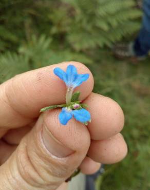 Fotografia 10 da espécie Glandora prostrata subesp. lusitanica no Jardim Botânico UTAD