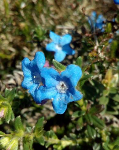 Fotografia de capa Glandora prostrata subesp. lusitanica - do Jardim Botânico