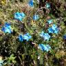 Fotografia 13 da espécie Glandora prostrata subesp. lusitanica do Jardim Botânico UTAD