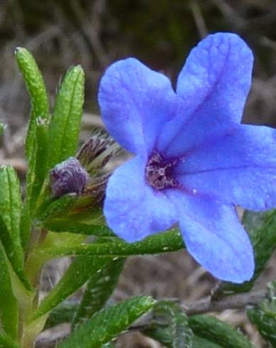 Fotografia de capa Glandora prostrata - do Jardim Botânico