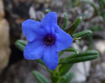 Fotografia da espécie Glandora prostrata