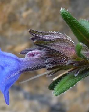 Fotografia 8 da espécie Glandora prostrata no Jardim Botânico UTAD