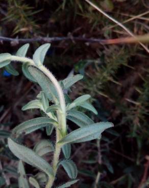 Fotografia 14 da espécie Glandora prostrata no Jardim Botânico UTAD