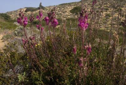 Fotografia da espécie Antirrhinum majus