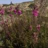 Fotografia 8 da espécie Antirrhinum majus do Jardim Botânico UTAD