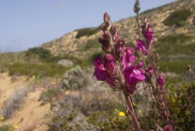 Fotografia da espécie Antirrhinum majus