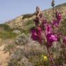 Fotografia 9 da espécie Antirrhinum majus do Jardim Botânico UTAD