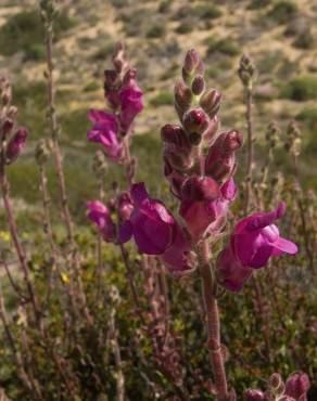 Fotografia 10 da espécie Antirrhinum majus no Jardim Botânico UTAD