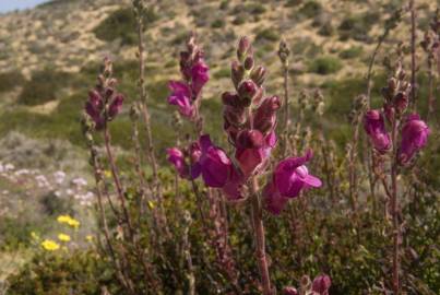 Fotografia da espécie Antirrhinum majus